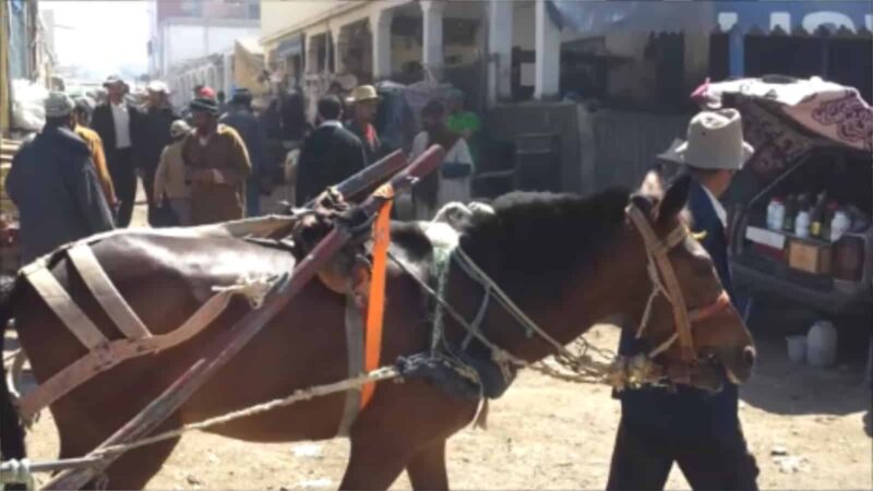 Camel Market
