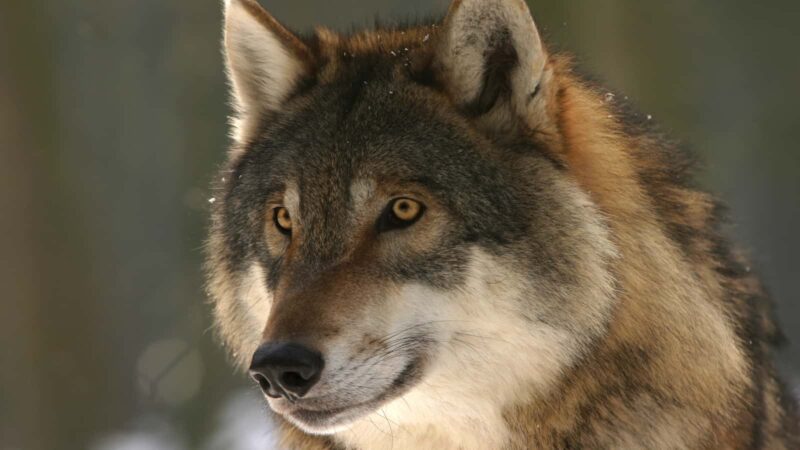 Hyperfocused wolf