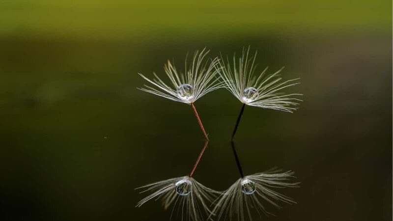 Reflections of Attention Hyperactivity Deficit Disorder