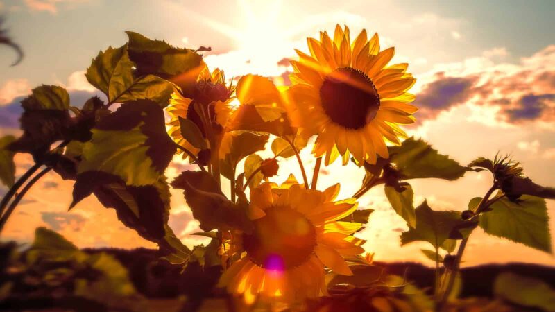 Vitamin D for ADHD health and mood